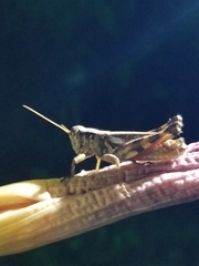 Melanoplus ponderosus