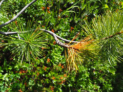 Cronartium ribicola
