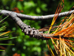 Cronartium ribicola