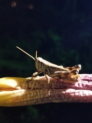 Melanoplus ponderosus
