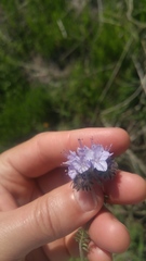 Phacelia tanacetifolia