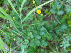 Potentilla drummondii