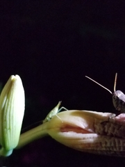 Melanoplus ponderosus