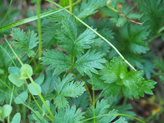 Potentilla drummondii