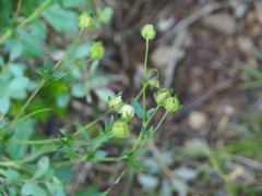 Potentilla drummondii