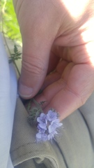 Phacelia tanacetifolia