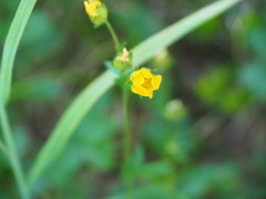Potentilla drummondii