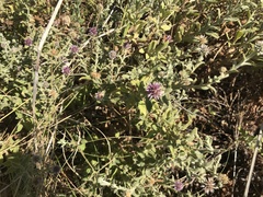 Pterocaulon