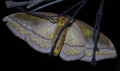 Procitheronia principalis