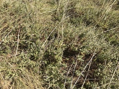 Pterocaulon