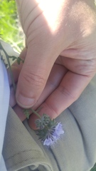 Phacelia tanacetifolia