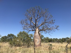 Adansonia gregorii