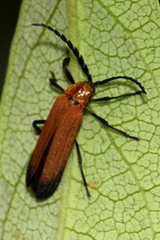 Trichalus serraticornis