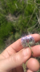 Phacelia tanacetifolia