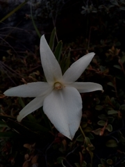 Angraecum protensum