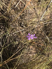 Byblis filifolia