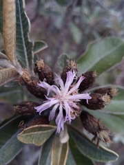 Oliganthes sublanata