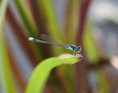 Ischnura damula