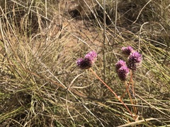 Ptilotus johnstonianus