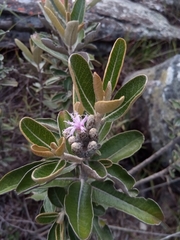 Oliganthes sublanata