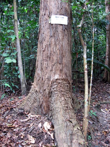 Shorea bracteolata