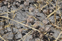 Psilocarphus elatior