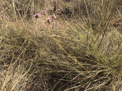 Ptilotus johnstonianus