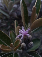 Oliganthes sublanata