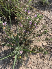 Dyschoriste linearis