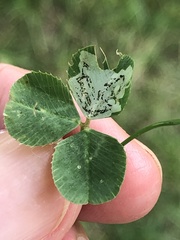 Liriomyza fricki