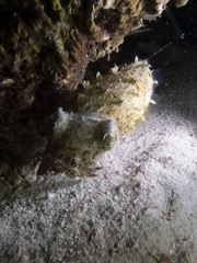 Sepia bandensis