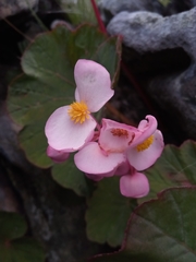 Begonia baronii