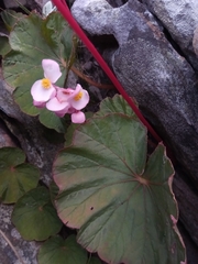 Begonia baronii