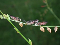 Coelioxys slossoni slossoni