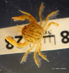 Austrotheres holothuriensis