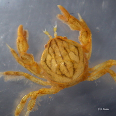 Austrotheres holothuriensis