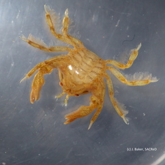 Austrotheres holothuriensis