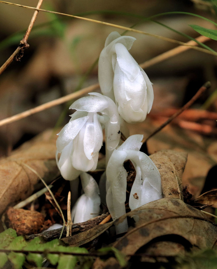 Ghost Pipe from Devil's Backbone Trail, Warriors Path State Park on ...