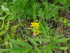 Hypericum tenuifolium