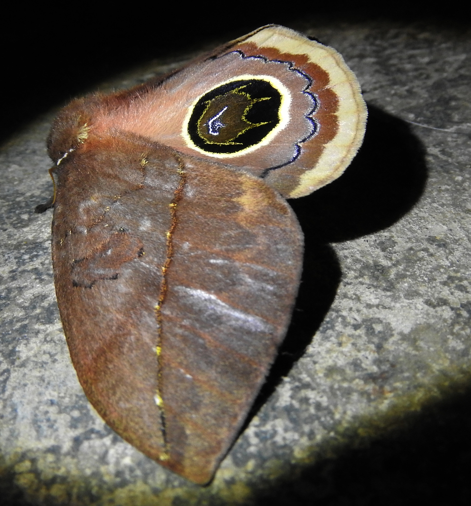 Pseudautomeris ophthalmica