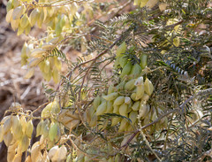 Astragalus asymmetricus