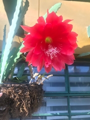 Disocactus ackermannii