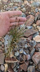 Carex nardina