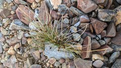 Carex nardina