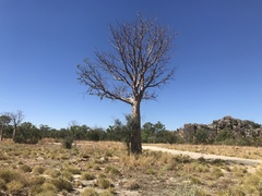 Adansonia gregorii