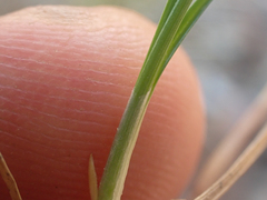 Carex nardina