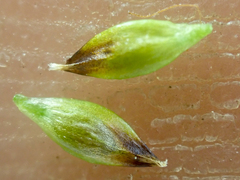 Carex nardina