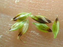 Carex nardina