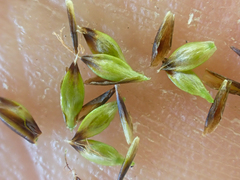 Carex nardina