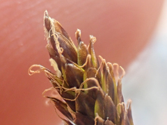 Carex nardina
